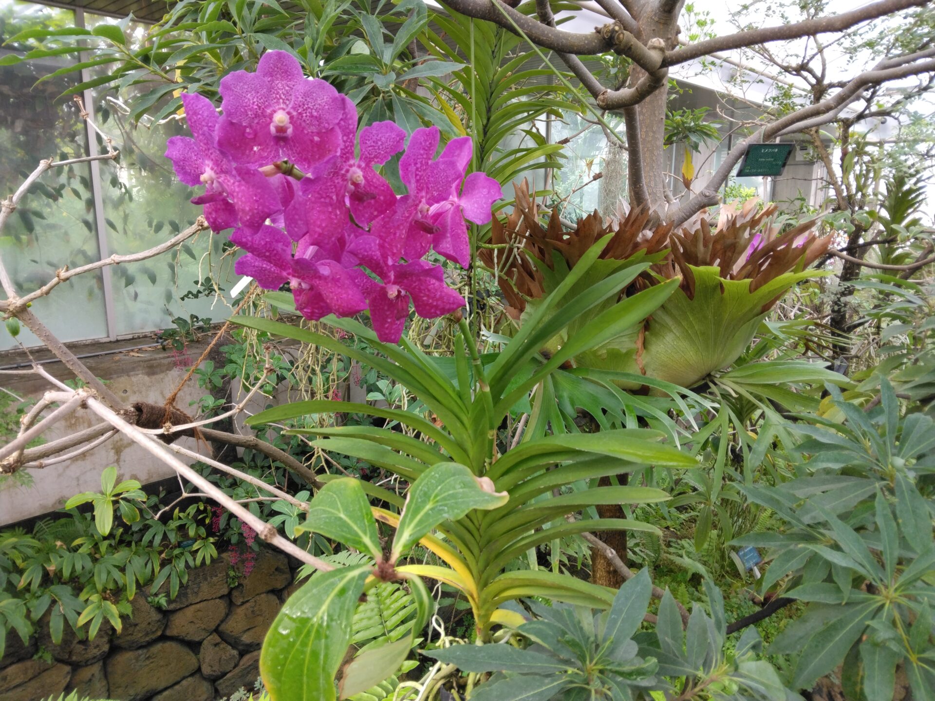 らんラン蘭展　正月恒例の熱帯環境植物館の蘭展に行ってきました。蘭展も良いですが熱帯環境植物館の魚や植物らも良い感じです。