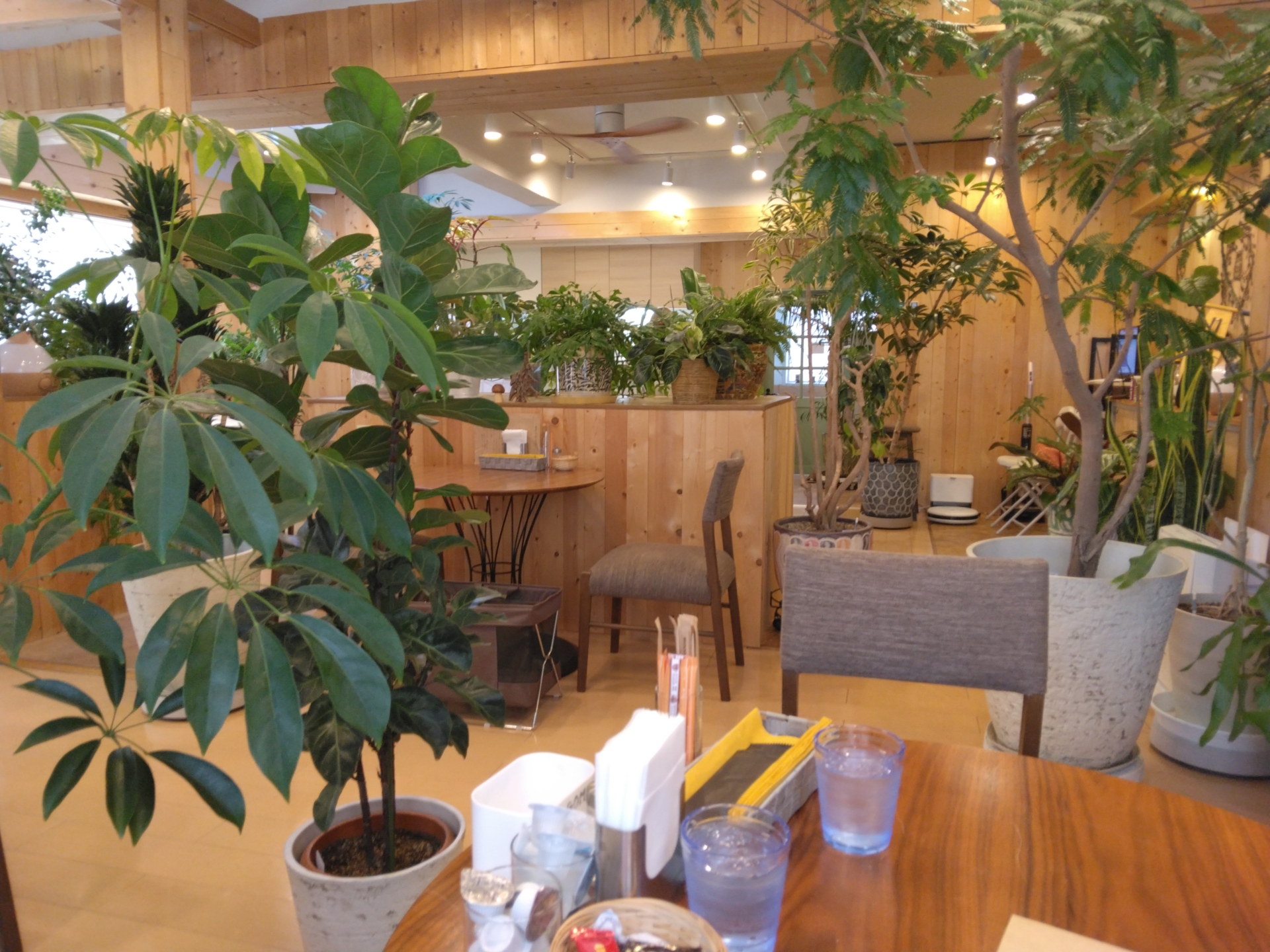 板橋本町 本町カフェ 観葉植物がいっぱいの隠れ家カフェです。素敵な空間でゆっくりとくつろいできました。