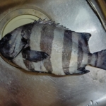 Thumbnail of post image 134