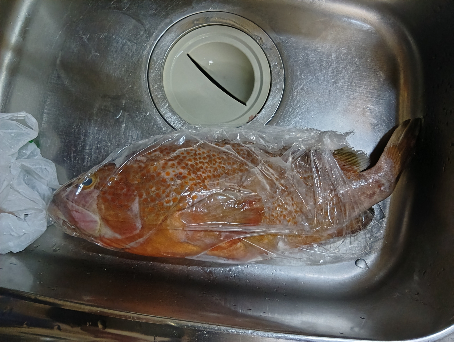 船橋市場　一般客　買い物　船橋市場で旬の魚を買い物して来ました。買い物の後は船橋市場で海鮮丼を食べて市場の中にある喫茶店でコーヒータイムです。